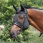 Back on Track Calming cap with ears 'Spirit' 