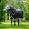 Amigo Turnout Rug 1200D 50g Plus