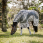 Amigo Camofly rug