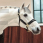 Back on Track Werano Halter