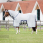 Bucas Buzz Off X Big Neck Vliegendeken