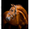 Horseware Signature Leather Headcollar Brown