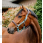 Horseware Signature Competition Headcollar Brown / Blue Haze