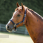 Dominick Headcollar