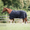 Dominick Outdoor Rug 2023 150GR