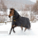 Bucas Irish Turnout Light + Neck