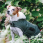 Kentucky dog coat waterproof