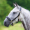 Shires Headcollar Blenheim