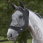 Weatherbeeta Flymask Deluxe Eye Saver + Ears