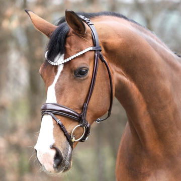 Kavalkade Bridle Florina